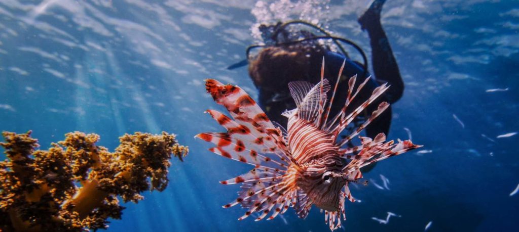 Lionfish harpoon hunt