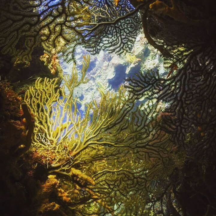 Cozumel reef
