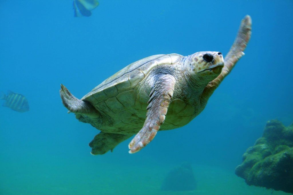 sea turtle in cozumel