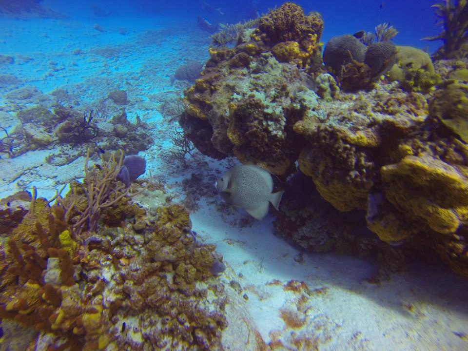 Cozumel Reef Snorkelling