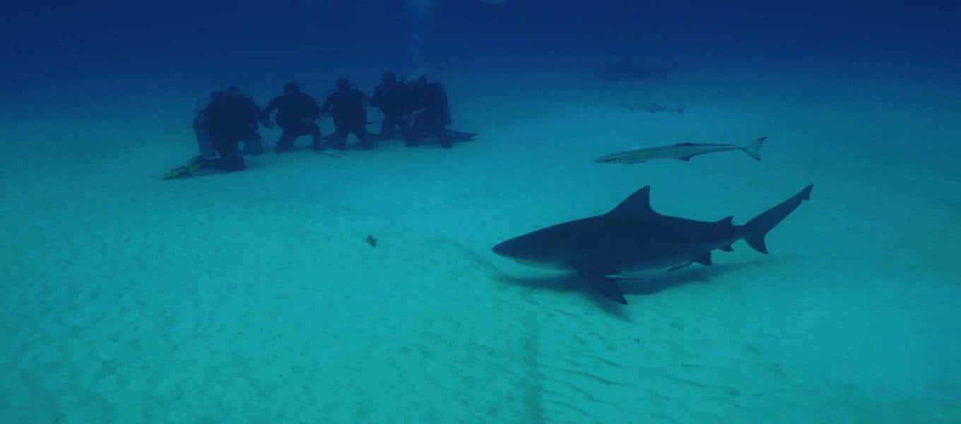 Bull Shark Scuba Diving in Playa Del Carmen | Koox Diving