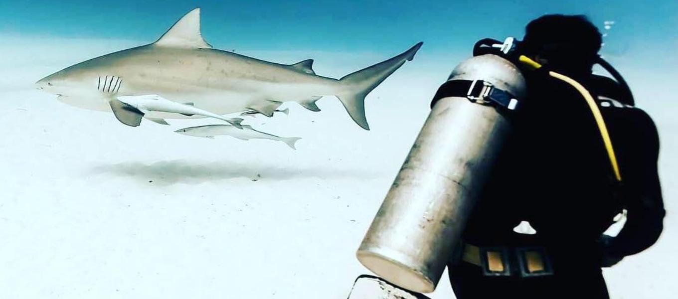 Bull Shark Scuba Diving in Playa Del Carmen | Koox Diving