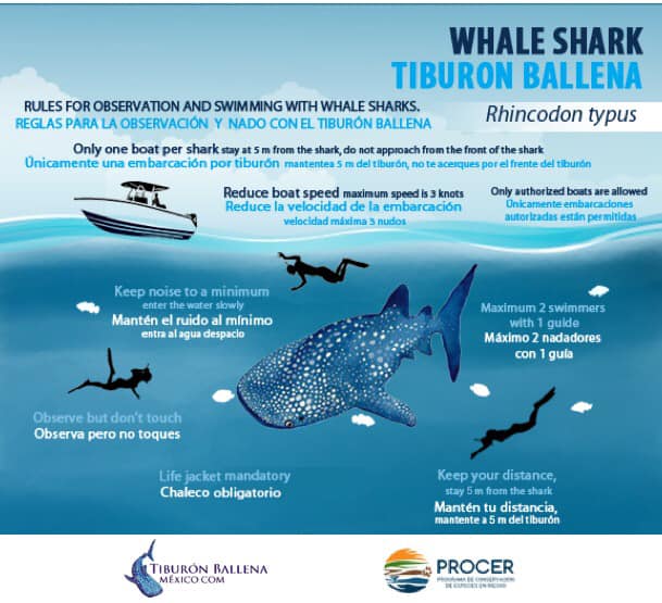 Rules for swimming with whale sharks