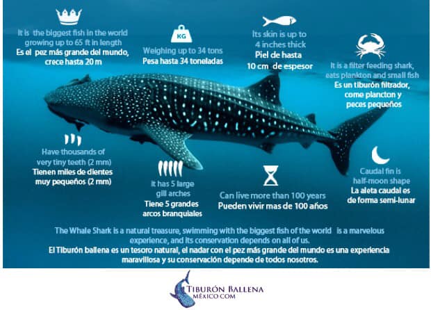 Whale Shark facts