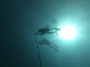 Puerto Morelos Divers