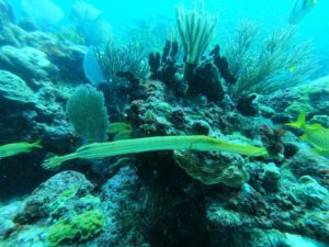 Puerto Morelos Coral Reef