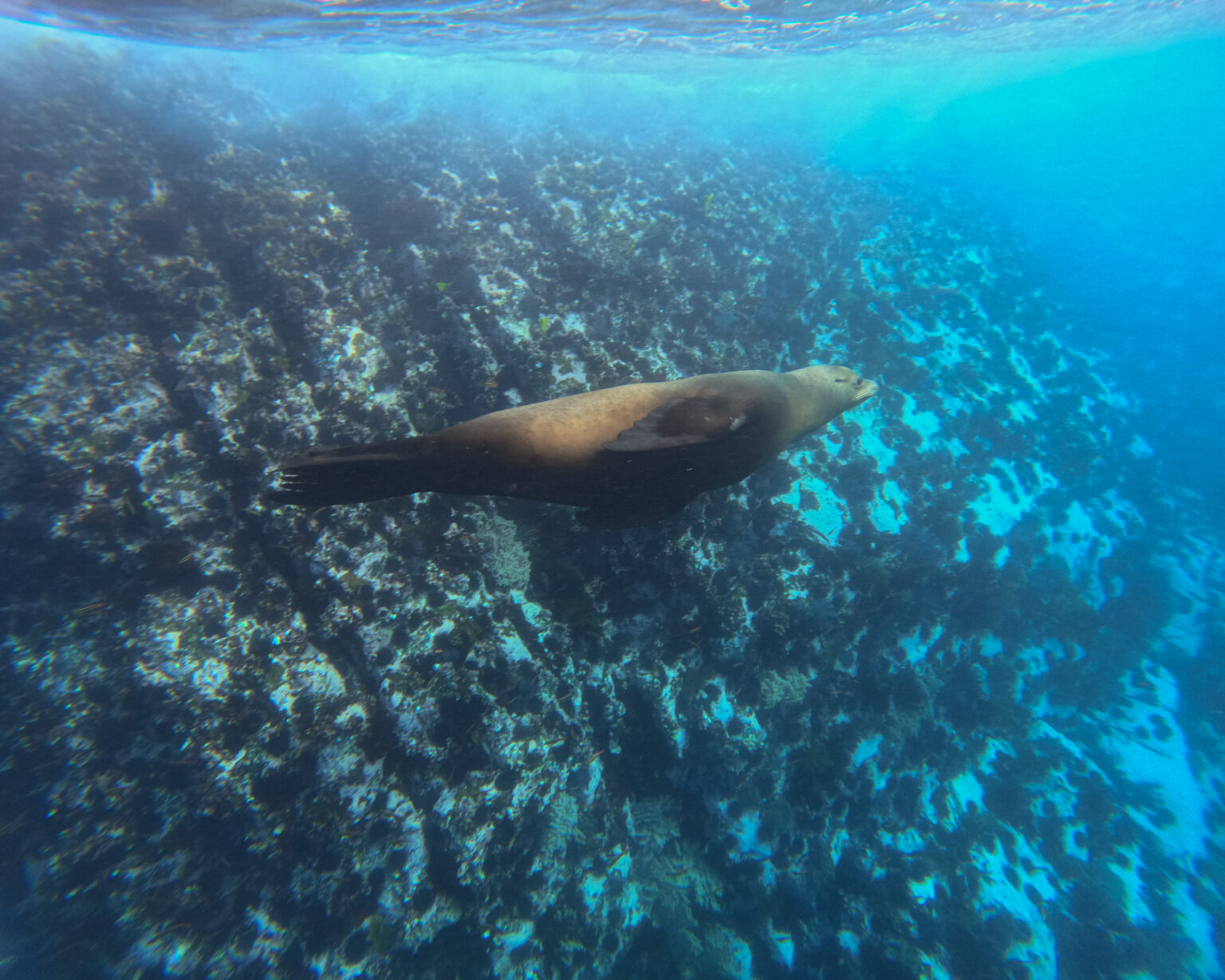 Punta Lobos coastal expedition in Todos Santos