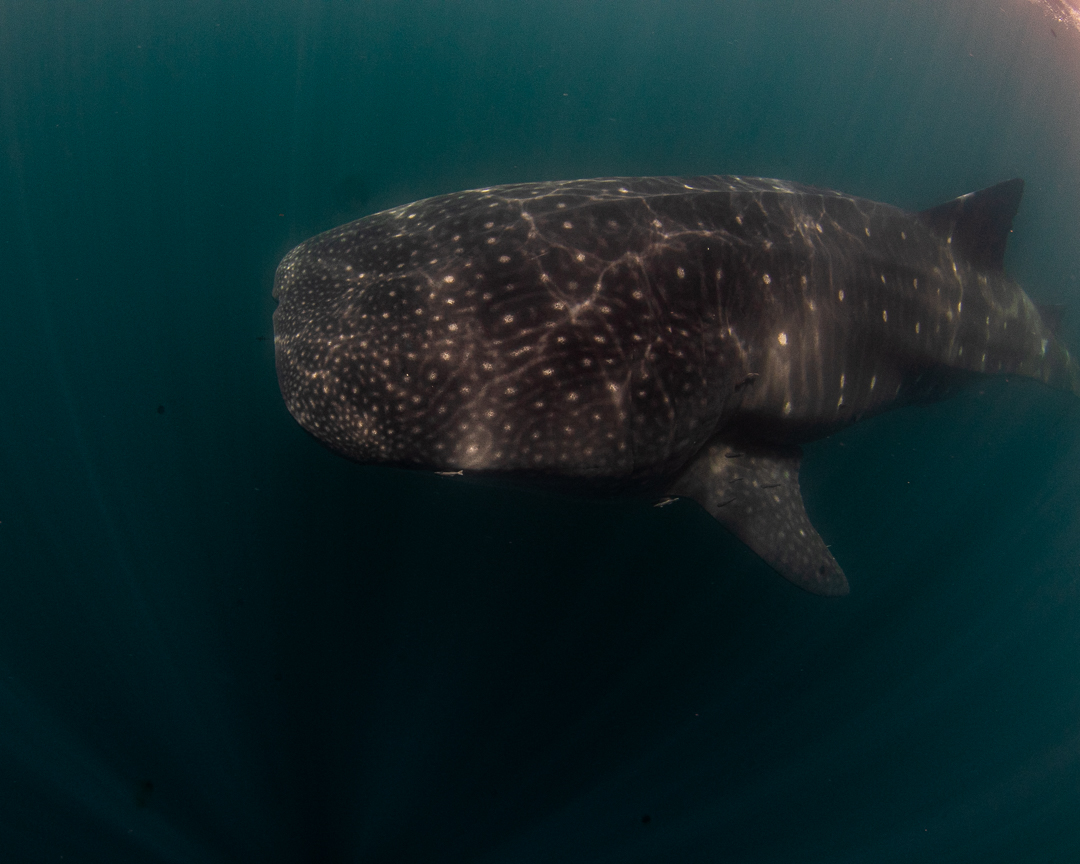 Ocean safari wildlife in La Ventana, Baja California Sur